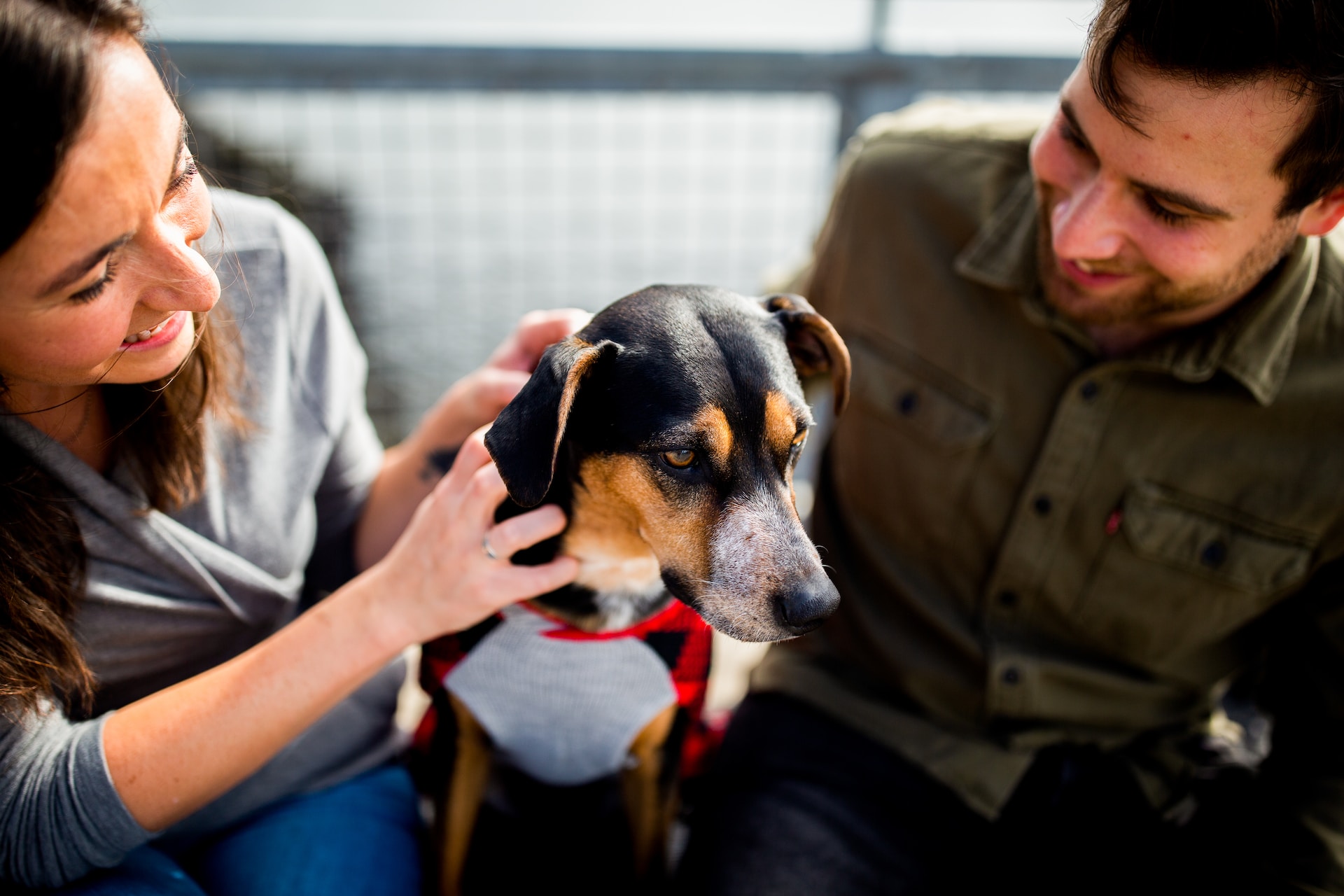 CI Surrender Dog Transformation From Fearful Stray To Confident Dog