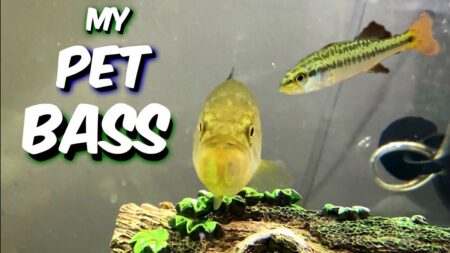Bass as Pets: A Guide to Caring for Your Aquatic Companions