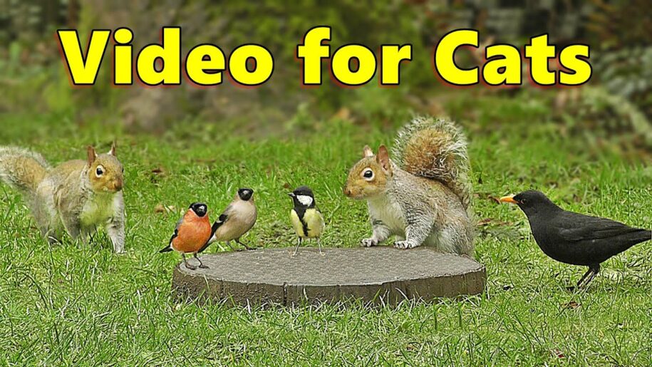Entertaining Your Feline Friend: The World of Videos for Cats