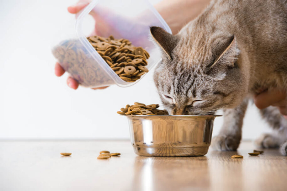 The Benefits of Authority Cat Food