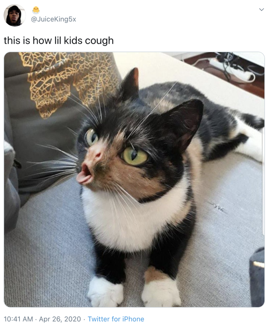 Cat Coughing Meme
