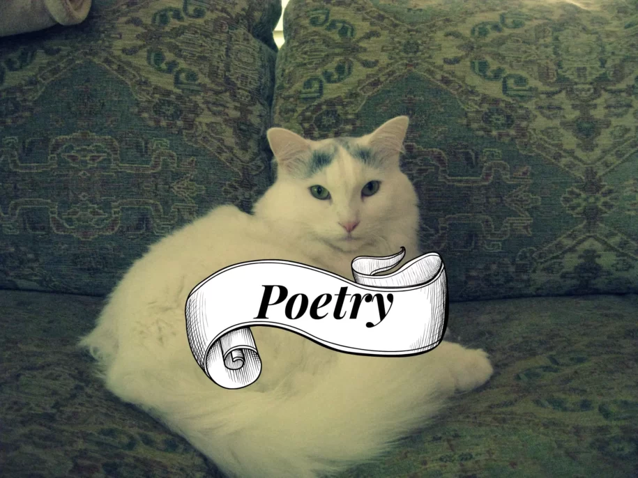 Poetry Cat: Unleashing the Artistic Meowsterpiece