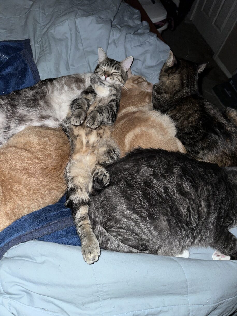 A Group of Cats Is Called