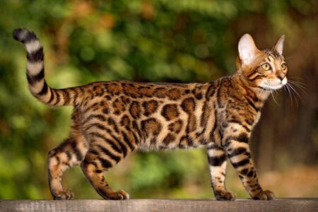 Exploring the Fascinating Bengal Cat