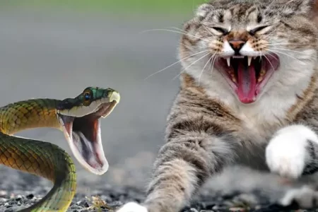 Treating a Cat With Snake Bite