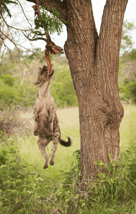 Unmasking the Mysterious Hanging Hyena